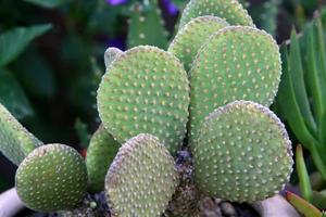 A large and prickly cactus grows in a city park. photo