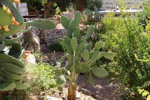 un cactus grande y espinoso crece en un parque de la ciudad. foto