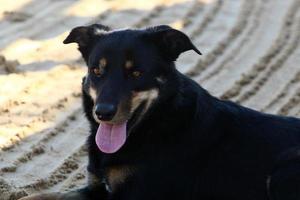 perro en un paseo por un parque de la ciudad en israel. foto