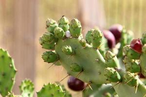 un cactus grande y espinoso crece en un parque de la ciudad. foto