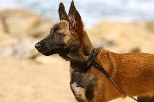 Dog on a walk in a city park in Israel. photo