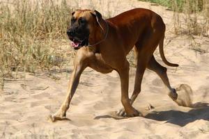 Dog on a walk in a city park in Israel. photo