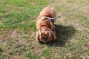 Dog on a walk in a city park in Israel. photo