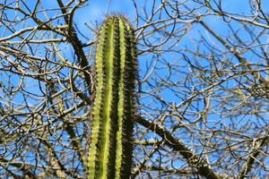 A large and prickly cactus grows in a city park. photo