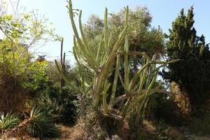 A large and prickly cactus grows in a city park. photo