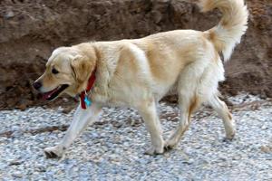 Dog on a walk in a city park in Israel. photo