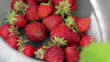 The hands of a farmer woman are picking organic strawberries into a container. Collection of fresh organic strawberries. Close-up strawberry bushes, harvest of red juicy strawberries on the field. video