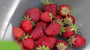 les mains d'une agricultrice cueillent des fraises biologiques dans un récipient. collection de fraises biologiques fraîches. buissons de fraises en gros plan, récolte de fraises juteuses rouges sur le terrain. video