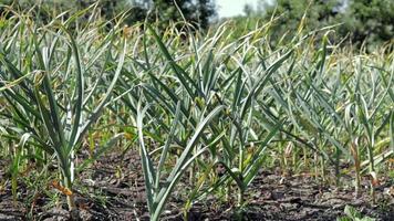 campo de ajo en el paisaje. ajo ecológico cultivado en el campo. campo agrícola de la planta de ajo. el concepto de agricultura orgánica. una cama de ajo, tierra negra suelta en el jardín. video