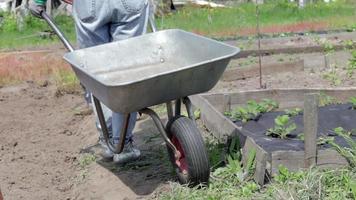 Eine landwirtschaftliche Gärtnerin füllt eine graue Schubkarre aus Metall mit Erde oder Kompost. Saisonale Gartenreinigung vor dem Herbst im Freien im Hinterhof. Ein Einrad aus Metall voller Unkraut und Äste. video