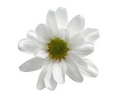 A closeup shot of white chamomile isolated on white background photo