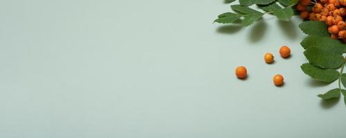 Autumn banner composition with rowan berries and leaves top view on pastel green background. Copy space photo