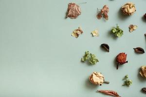 Autumn composition flat lay with pattern from dried hydrangea flowers, roses and petals on pastel green colored background. Top view, copy space photo