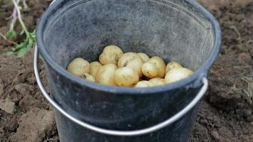 mulher agricultora colhendo batatas jovens. conceito de colheita agrícola. cultivo de batatas frescas orgânicas no campo. fazenda de mão de obra. vegetais orgânicos no verão ou outono em um balde preto. video