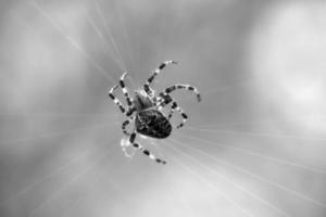 tiro de araña cruzada en blanco y negro, en una telaraña, al acecho de presas. borroso foto