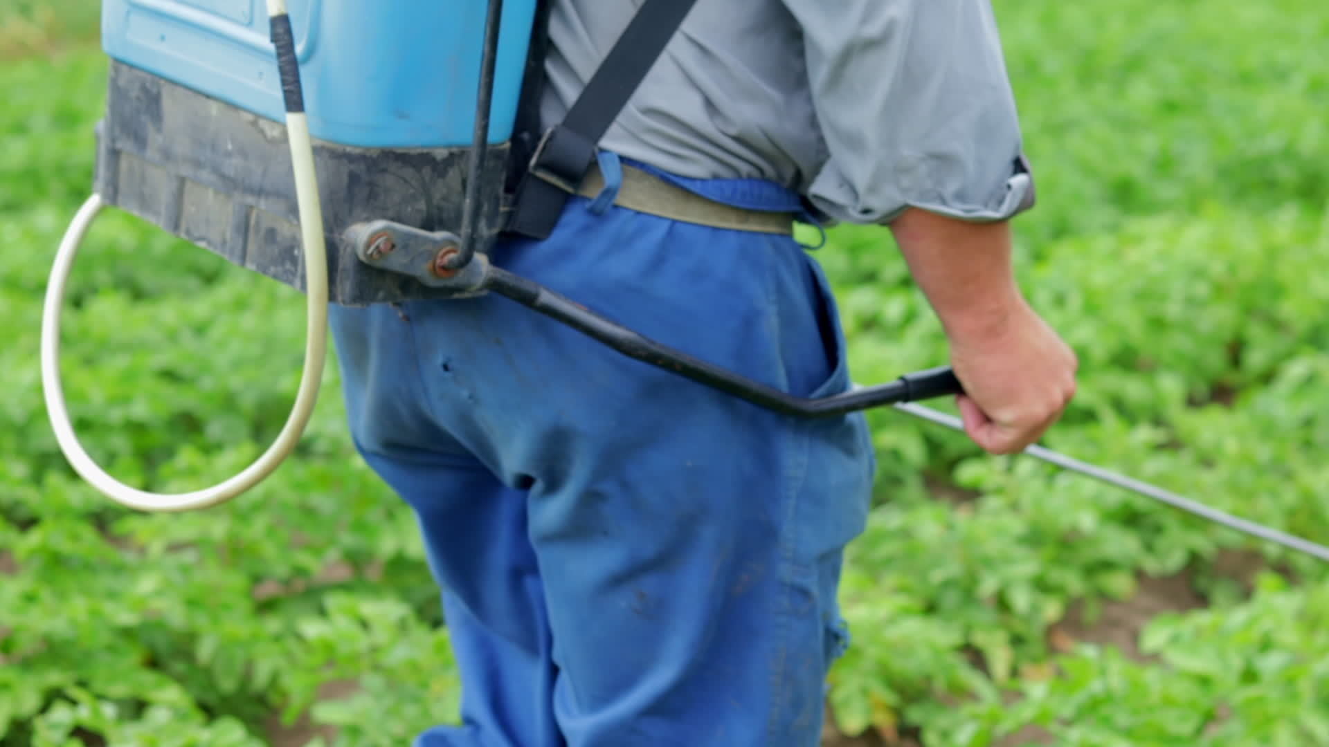 use of insecticides and pesticides use of insecticides and pesticides
