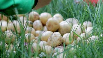 Landarbeiter bei der Kartoffelernte. junge frische Bio-Kartoffeln werden auf dem Rasen sortiert. das konzept der landwirtschaft und der gesunden ernährung. Feld der Gemüseernte. bäuerliche Handarbeit. video