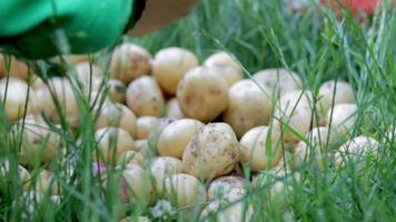 trabalhadores agrícolas colhendo batatas. jovens batatas orgânicas frescas são classificadas na grama. o conceito de agricultura e alimentação saudável. campo de fazenda de colheita de vegetais. trabalho artesanal do agricultor. video