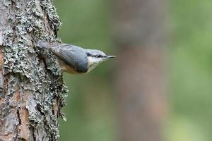 Nuthatch, on a tree trunk looking for food. Small gray and white bird. Animal photo