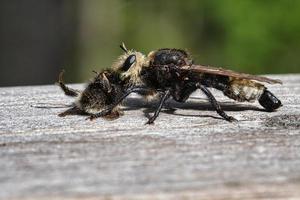 Yellow murder fly or yellow robber fly with a bumblebee as prey. Insect is sucked photo