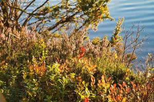 By a lake in Sweden, with blueberry bushes in the foreground. Forests and blue sky. photo