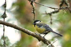 Great tit sitting in tree on a branch. Wild animal foraging for food. Animal shot photo