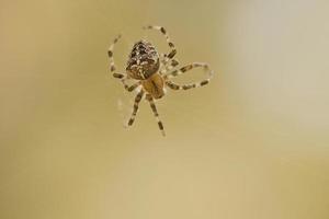 araña cruzada arrastrándose sobre un hilo de araña. susto de halloween un cazador útil entre foto