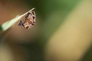 araña cruzada acurrucada, con presa en una brizna de hierba. un útil cazador entre los insectos foto