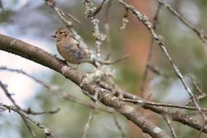 Chaffinch young on a branch in the forest. Brown, gray, green plumage. Songbird photo