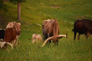 vacas longhorn pastando en un pasto de hierba foto