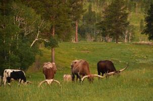 Herd of Longhorn Steers Grazing in a Meadow photo