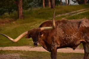 Early Morning Hours with a Longhorn Steer Licking It's Nose photo