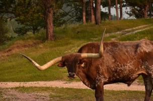 hermoso buey de cuerno largo marrón en un rancho de ganado foto