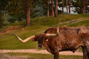 novillo de cuernos largos pastando en un rancho de campo libre foto