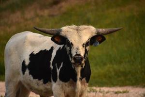 buey de cuernos largos en un campo en las primeras horas de la mañana foto