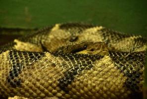 Scales on a a Bushmaster Snake Coiled Up photo