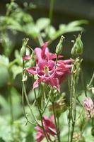 Gorgeous Pink Columbine Flower Blossom in a Garden photo