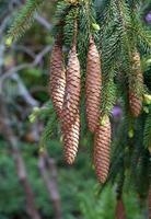 Evergreen Tree with Pine Cones Hanging Down photo