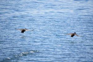 patos cormoranes rozando la superficie del agua en vuelo foto