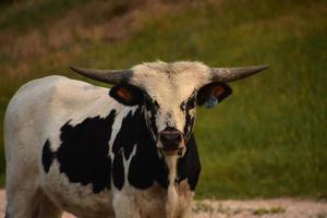 buey de cuernos largos blanco y negro en un campo foto