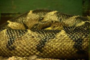 Coiled Bushmasters Snake Pearing Over His Body photo