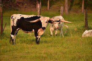 lindo par de vacas longhorn pastando en blanco y negro foto
