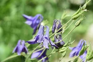 Perennial Garden with a Cluster of Purple Columbines photo