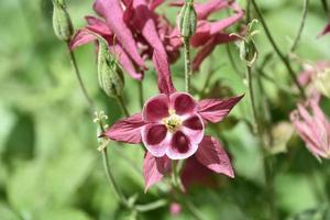 Fantastic Look Into the Center of a Pink Columbine photo