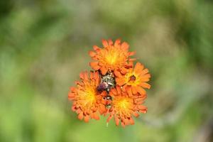 Wild Devils Paintbrush in a Deep Orange photo