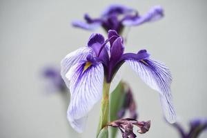 Gorgeous Flowering White and Purple Bearded Iris photo