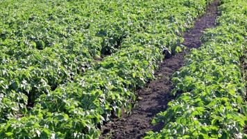 groen veld van aardappelen op een rij. aardappelplantages, solanum tuberosum. oogst geplant op een landbouwgebied. zomer agrarisch landschap. het veld wordt verlicht door de stralen van de zon. video