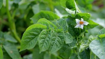 Potato sprouts on a farm bed. Flowering ripening potatoes. Potato plantations grow in the field. Farming, agriculture. New potatoes. Blooming potato field with flowers. Green field of potatoes.
