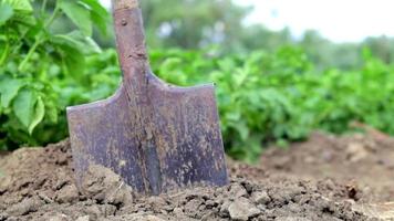 Shovel on the background of potato bushes. Harvesting. Agriculture. Digging up a young potato tuber from the ground, harvesting potatoes on a farm. Harvesting potatoes with a shovel in the garden.
