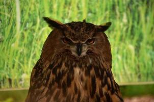 Close Up Face of a Horned Eurasian Owl photo